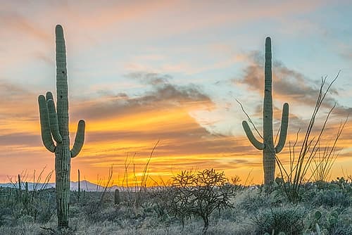 Arizona, Saguaro National Park. Saguaro sunset Art Print